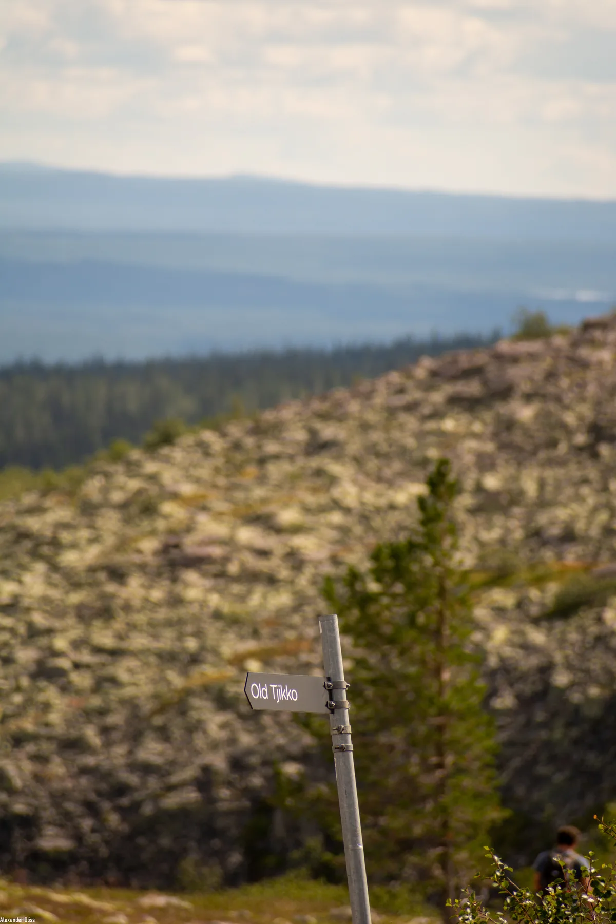Skylt mot Old Tjikko i fjällmiljö med utsikt över skog och fjäll