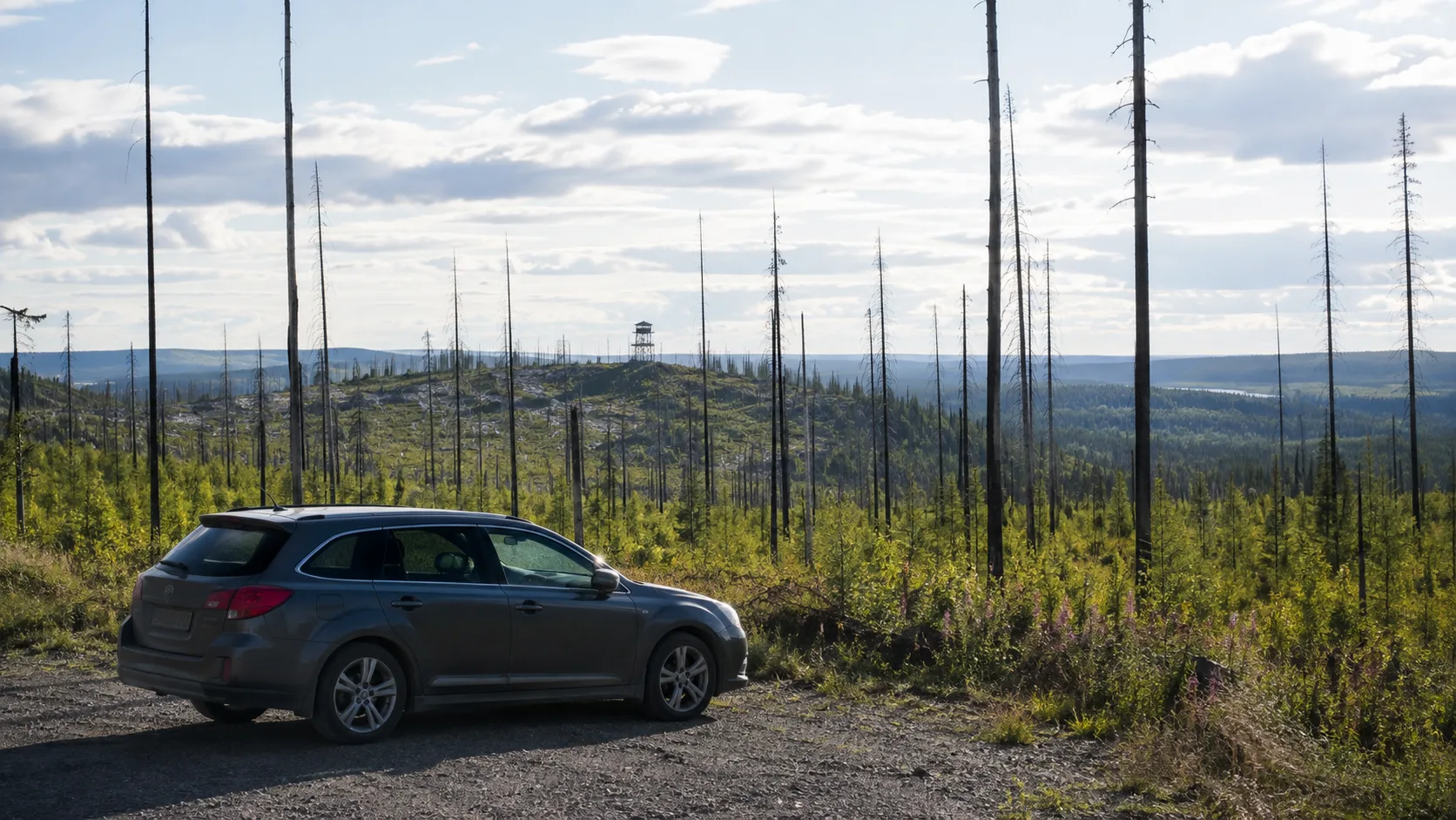 A car at a viewpoint in the regenerating Hälleskogsbrännan wildfire landscape