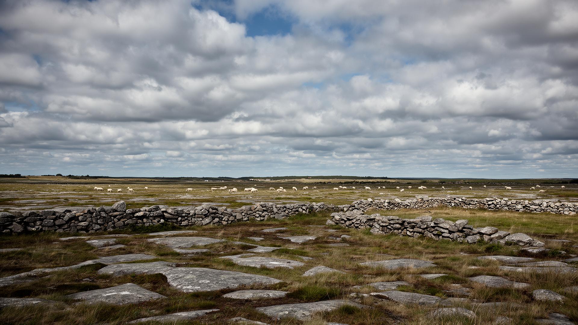 Limestone, dry-stone walls and grazing sheep on the Great Alvar